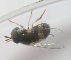 Paragus borbonicus