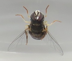 Paragus borbonicus