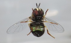 Paragus borbonicus