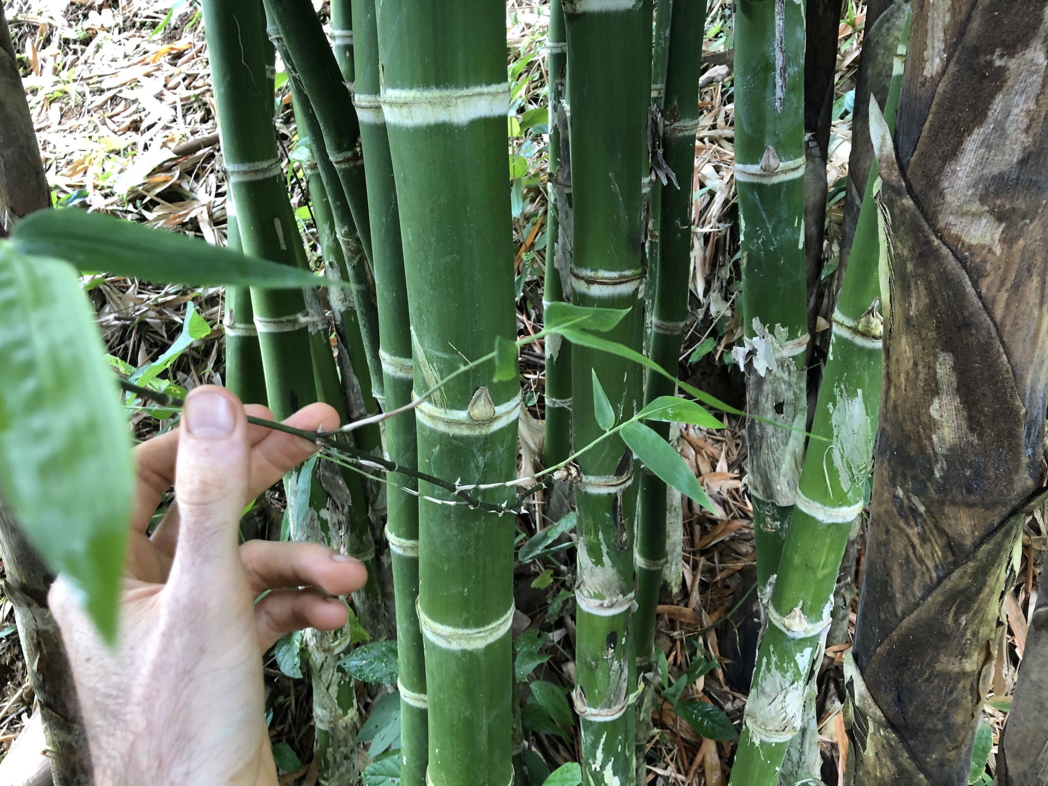 Genus Guadua  iNaturalist