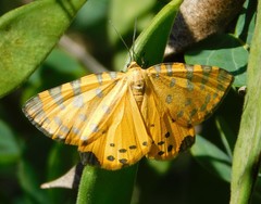 Veniliodes pantheraria