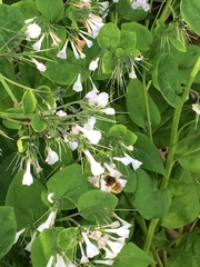 Anthophora villosula