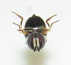 Paragus borbonicus