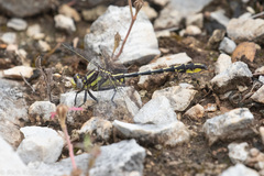 Phanogomphus militaris