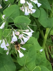 Anthophora villosula