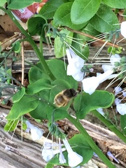 Anthophora villosula