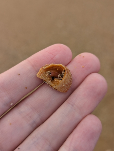 Trochus intextus observed 2024-02-16