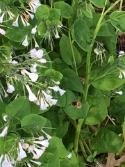 Anthophora villosula