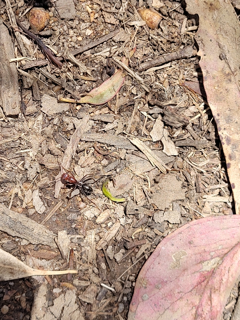 ants-from-marong-general-store-calder-hwy-marong-vic-3515-australia