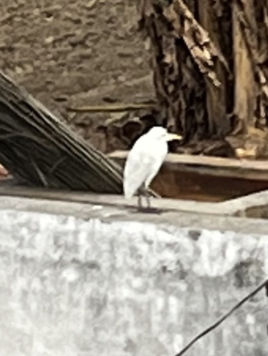 Eastern Cattle-Egret