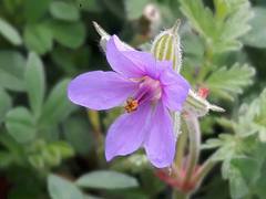 Erodium ciconium