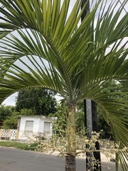 Pseudophoenix sargentii