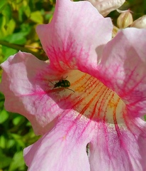 Diabrotica speciosa