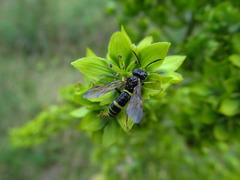 Tenthredo amoena
