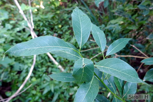 Ocotea acutifolia (Nees) Mez