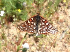 Euphydryas chalcedona hennei