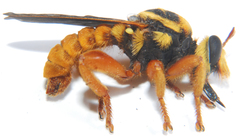 Laphria saffrana