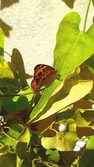 Aristolochia triangularis