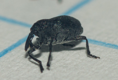 Ceutorhynchinae