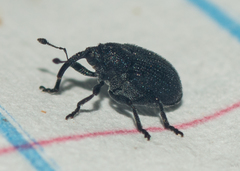 Ceutorhynchinae