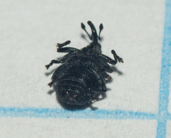 Ceutorhynchinae