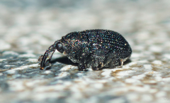 Ceutorhynchinae