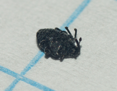 Ceutorhynchinae