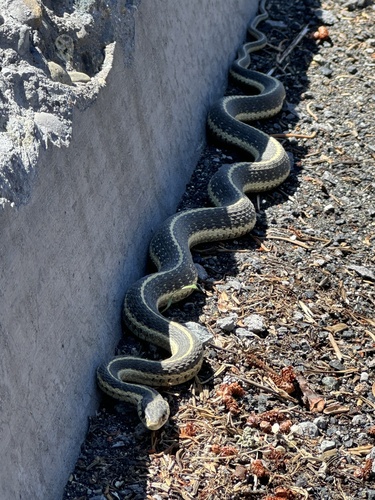 iNaturalist observation photo of Mountain Garter Snake
