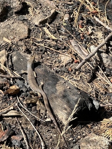 iNaturalist observation photo of Northern Alligator Lizard