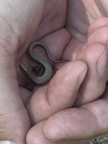 iNaturalist observation photo of Western Alligator Lizards