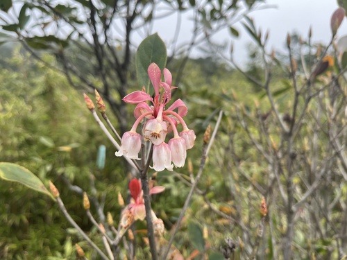 Enkianthus quinqueflorus, photograph 6