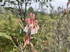 Enkianthus quinqueflorus, photograph Toby Y, CC BY, iNaturalist via GBIF