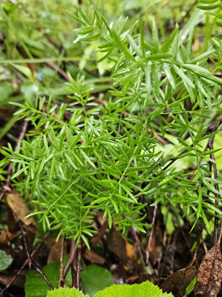 African Asparagus from Tamborine Mountain QLD 4272, Australia on ...