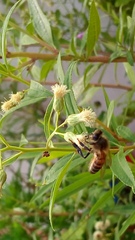 Apis mellifera