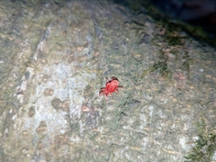 Trombidium holosericeum