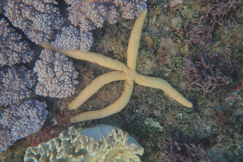 Linckia guildingi Gray, 1840