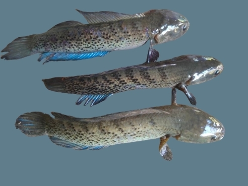 Assamese snakehead (Channa stewartii) — Channidae — 2