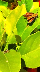 Megafreya sutrix