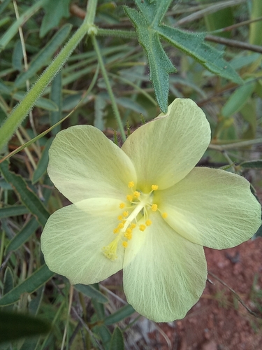 Image of Pavonia transvaalensis by no rights reserved