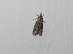 Acrobasis obliqua