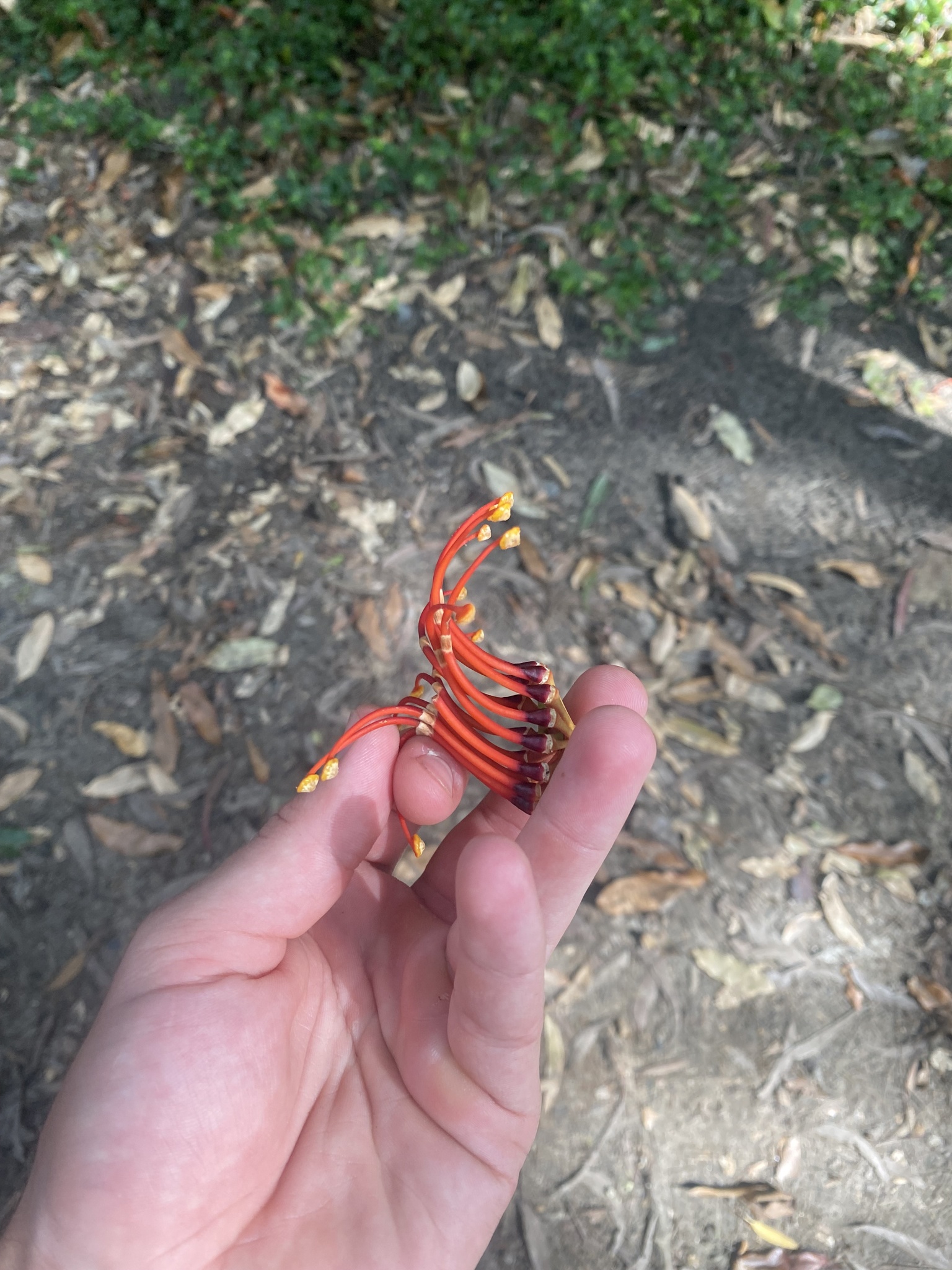 Imagem de Tulipeira-do-gabão