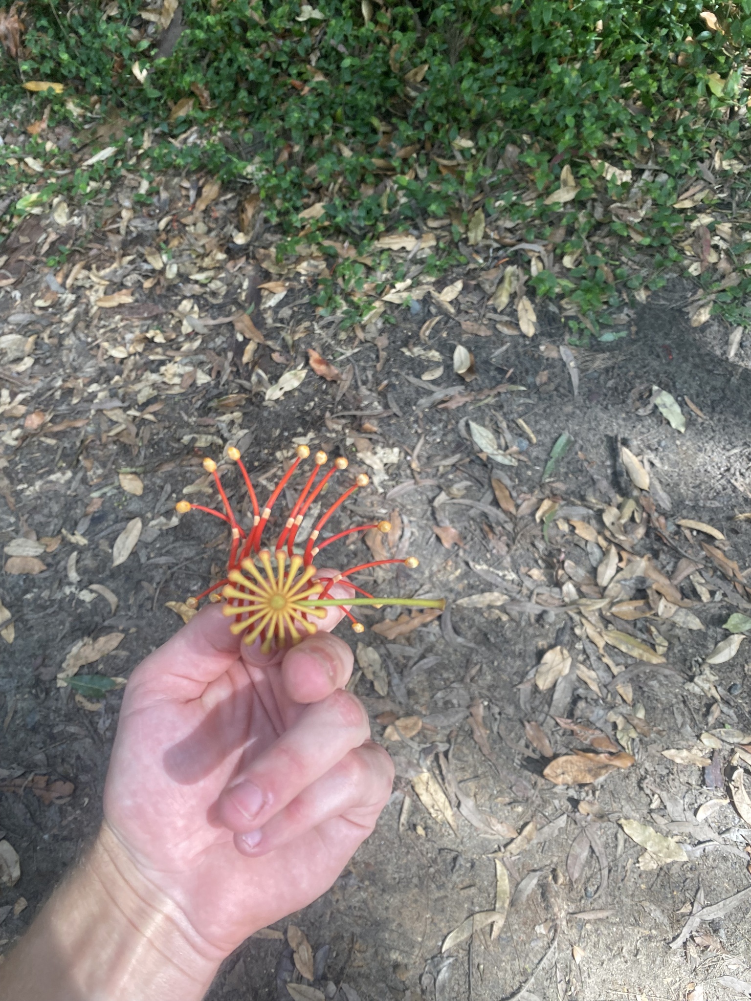 Imagem de Tulipeira-do-gabão