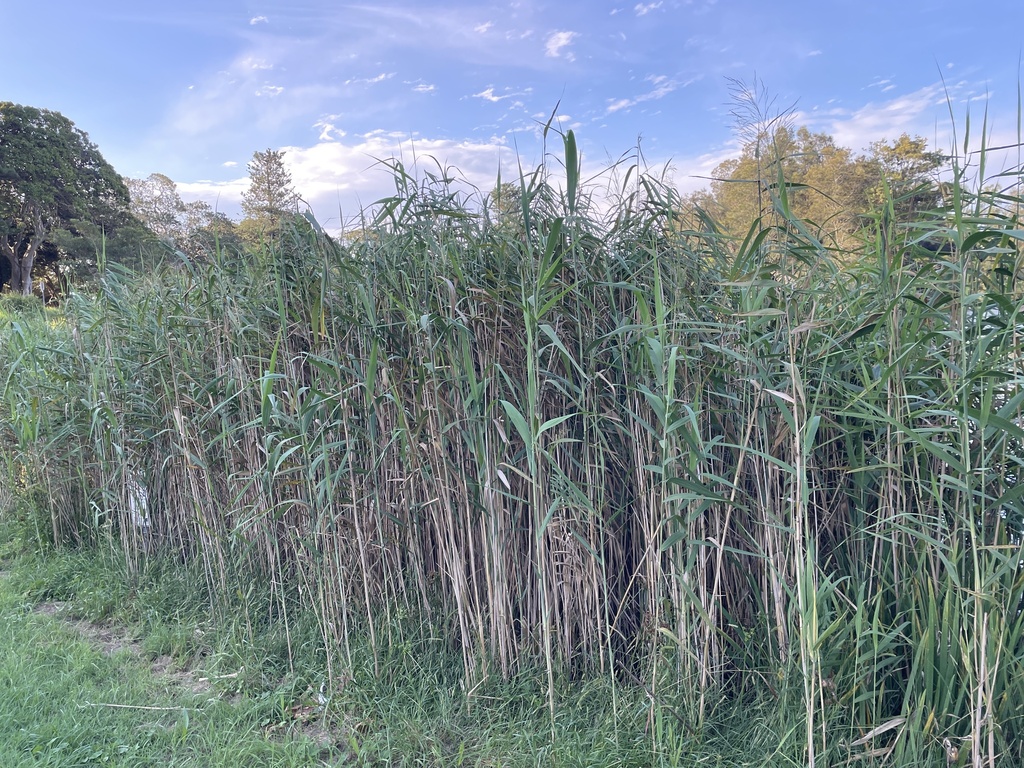 common reed in February 2024 by Pintsen JIN ยท iNaturalist