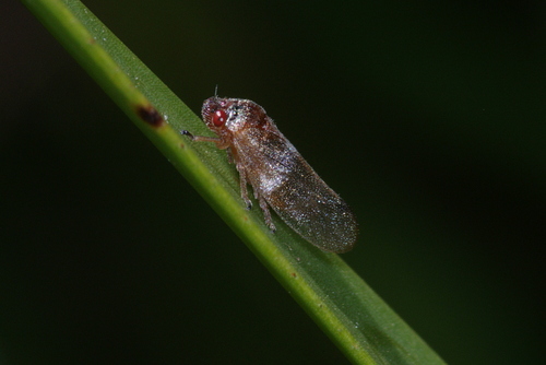 Petyllis deprivata observed 2024-01-27