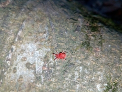 Trombidium holosericeum