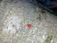 Trombidium holosericeum