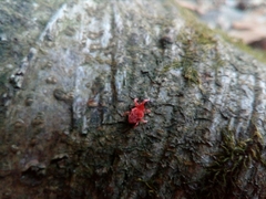 Trombidium holosericeum