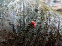 Trombidium holosericeum