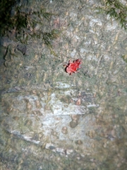 Trombidium holosericeum