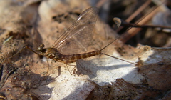 Epeorus pleuralis